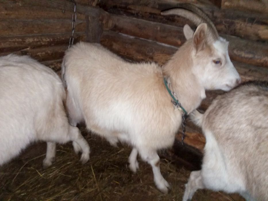 Продаю 3 козі молоді 1на дійна 2 ні можу продати по 1  1300 за 1