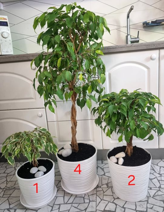 Дизайнерський фікус бонсай