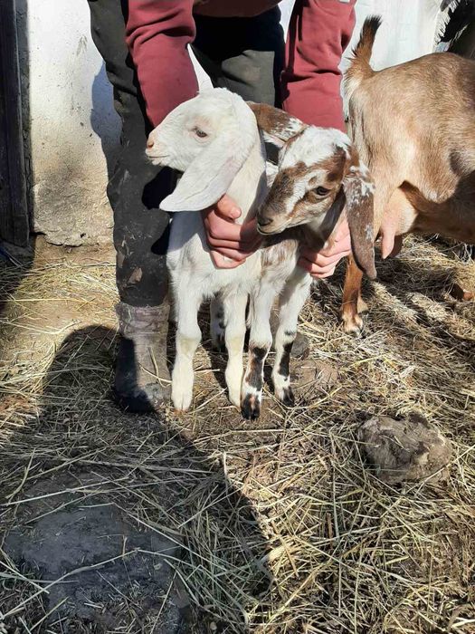 Продаються козинята англонубійські