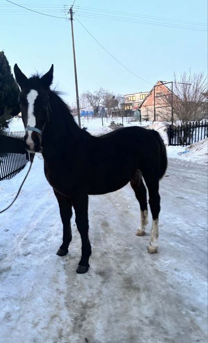 Ogier śląski 8 miesięcy