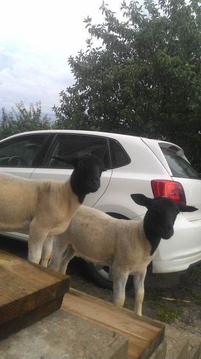 Дорпер чистопородний