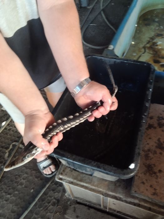 Świnka ryba glonożerna