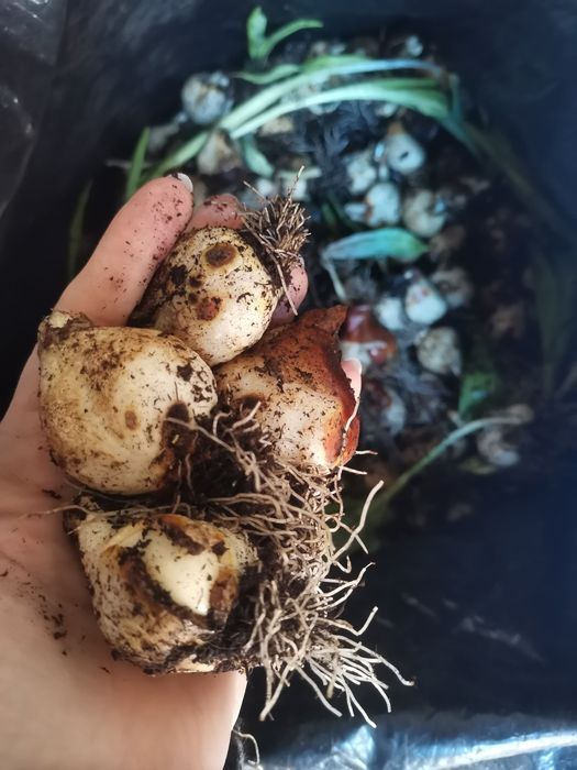 Цибулини голандських тюльпанів