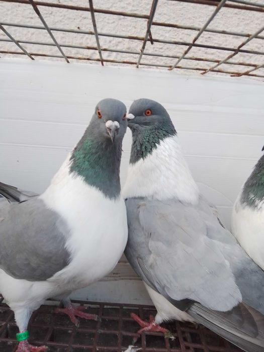 Gołębie ozdobne strassery niebieskie