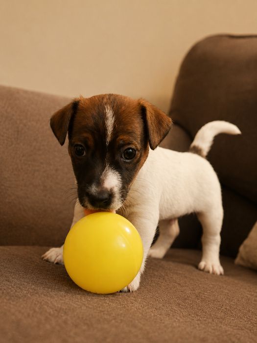 Piesek Jack Russell Terrier