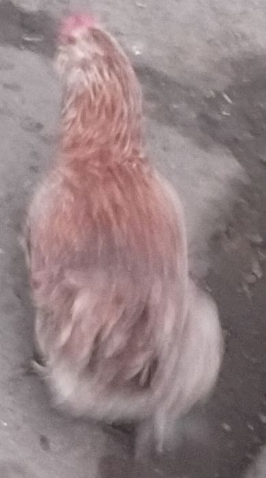 Курочки фавероль.