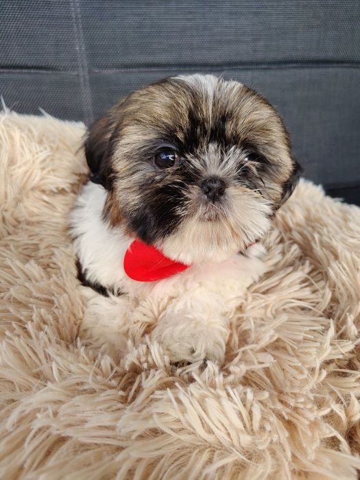 Piękny Shih Tzu z rodowodem