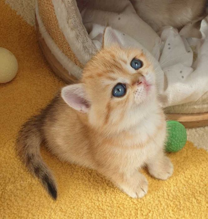 Gatinha British Shorthair