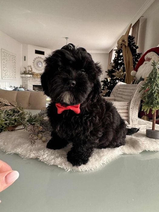 Sliczna dziewczynka Cavapoo F1