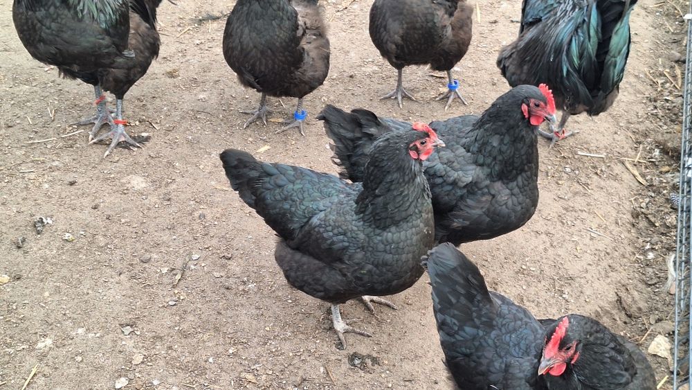 Jaja legowe australorp