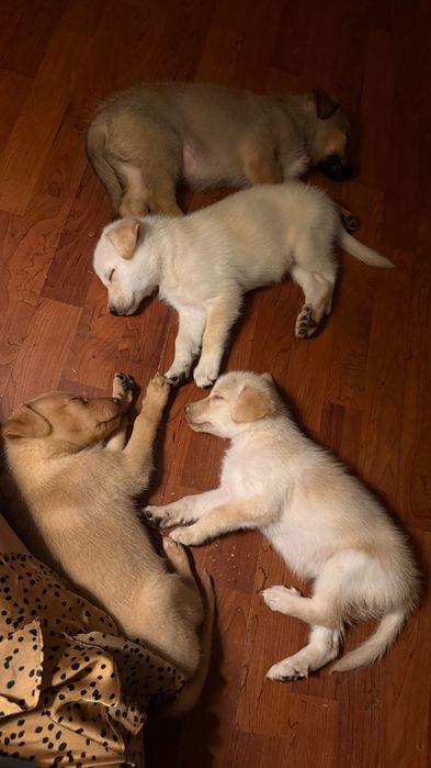Adoção Responsável