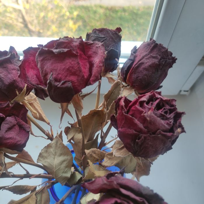 Сухі квіти, троянди