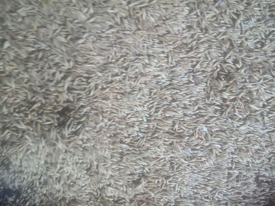 Sprzedam Owies tegoroczny
