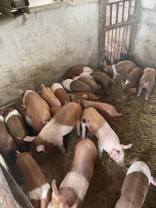 Продам поросят