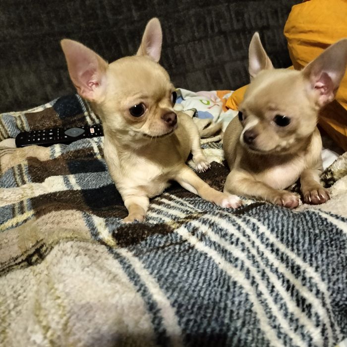 Чистокровные милашки чихуашки