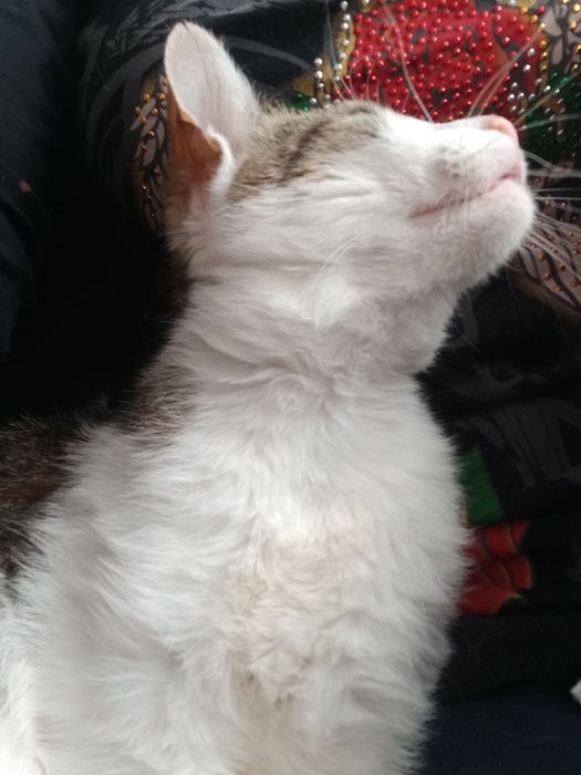 Kto pokocha słodziaka