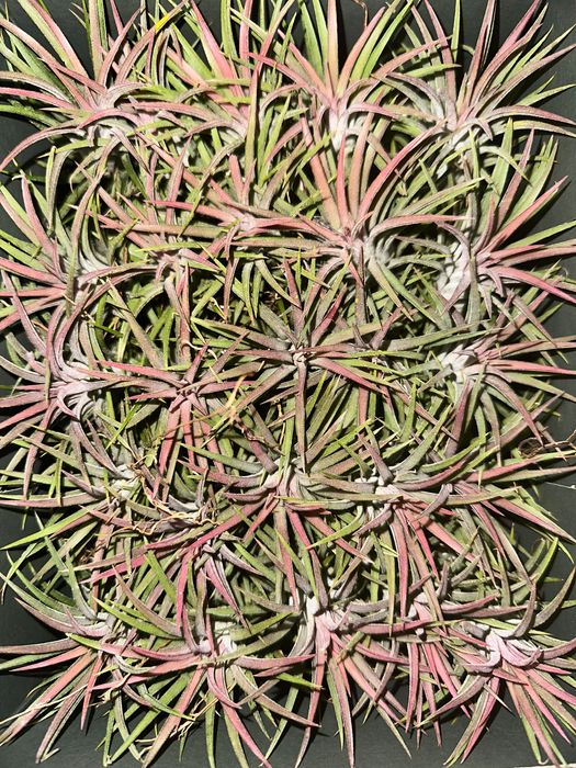 Тіландсія, алое різні, калатея, сансеві