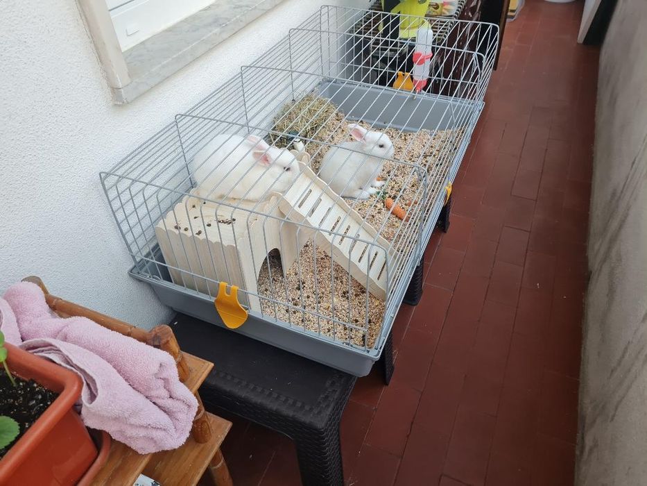 Kit + Coelhinhos anões