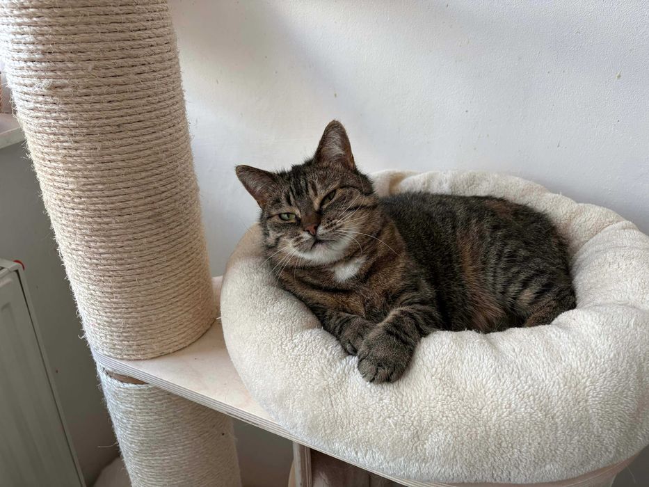 Bura dzielna koteczka do adopcji