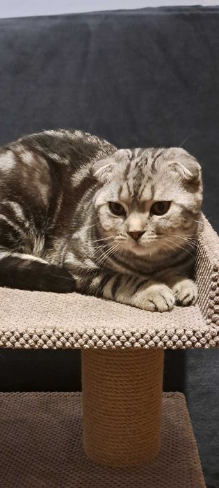 Вязка з шотланським котом висловухим клубними документами родовід