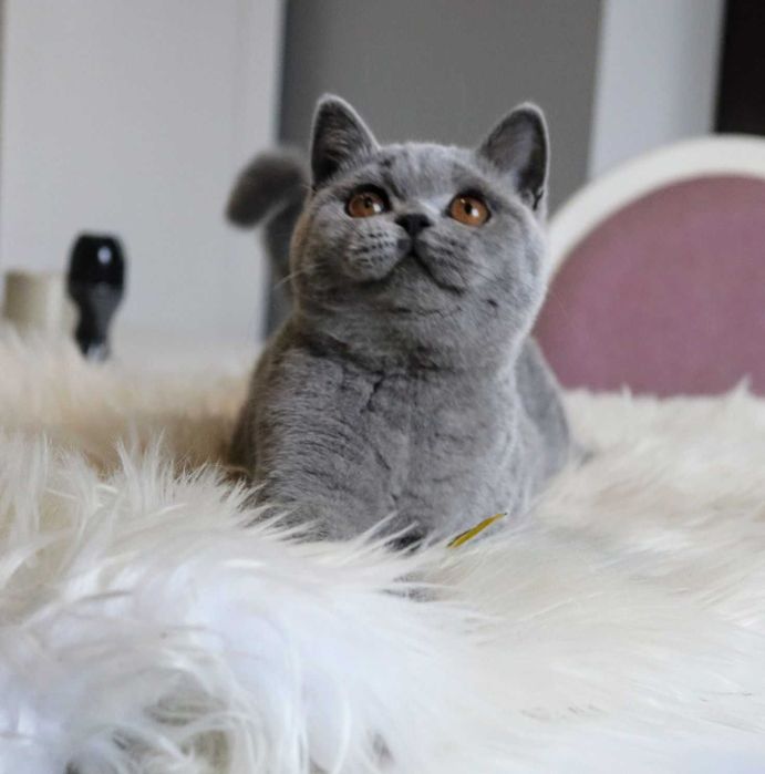 Котик підрощенний стотіш страйт