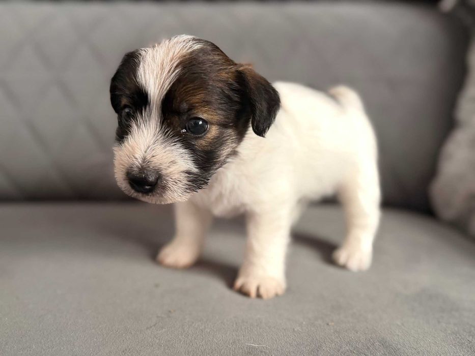 Śliczna sunia  rasy Jack Russell Terrier.