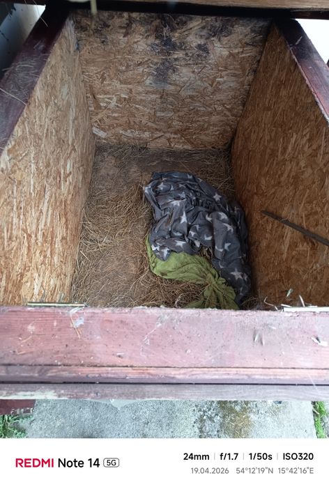 Buda dla psa za darmo