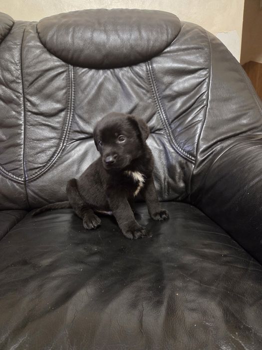 Метиси лабрадора