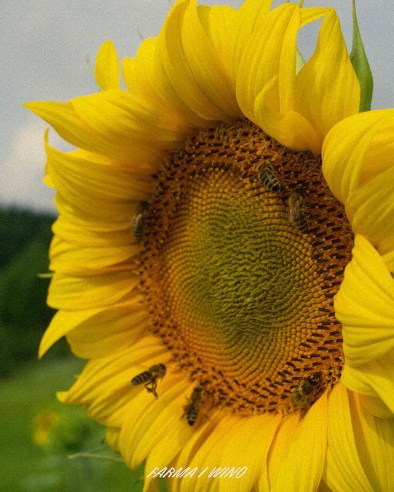 Olej z slonecznika, zimno tłoczony (500ml)