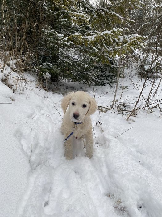 Голден ретривер (цуценята)