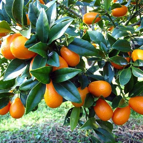 Кумкват Оніка комнатный