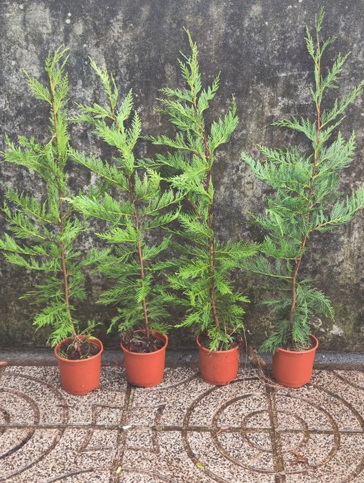 Cupresso leyland,cedro,sebe