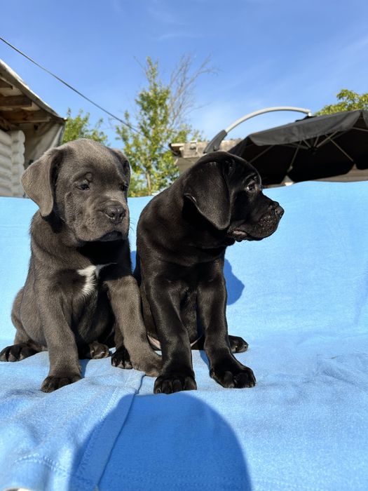Голубой бриллиант Cane Corso — крупный щенок 2 мес