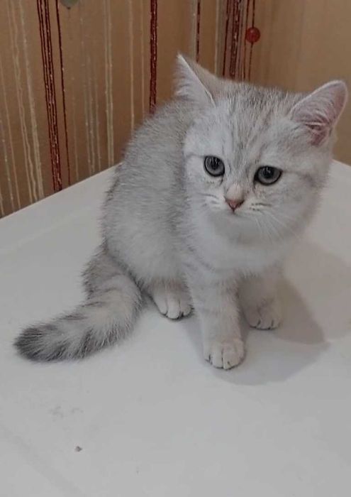 Элитный котенок Scottish Straight аs 11 шоу-класс