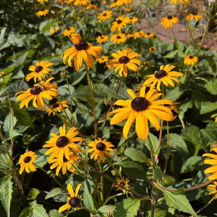 Rudbekia błyskotliwa 'Goldsturm' Złota;  (Rudbeckia fulgida)