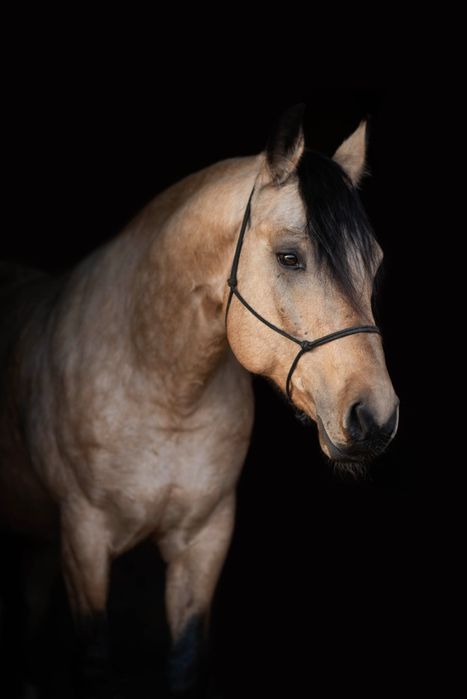 Ogier AQH / Stanówka