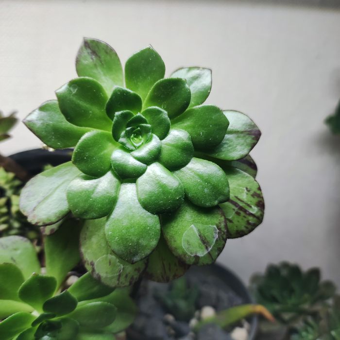 echeveria unguiculata
