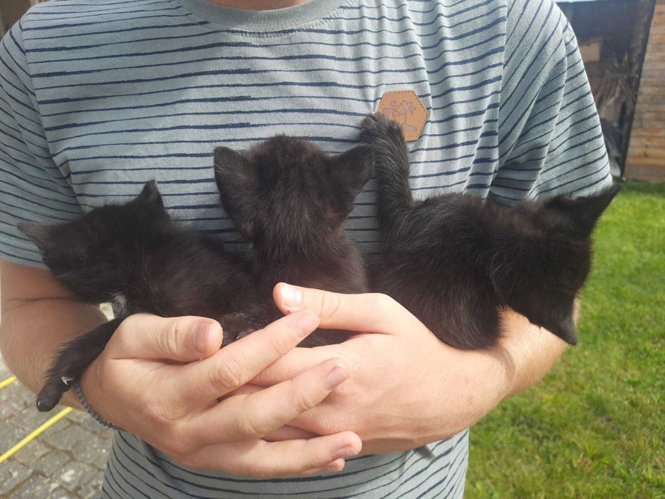 Віддам чорняве кошеня безкоштовно (дівчинка)