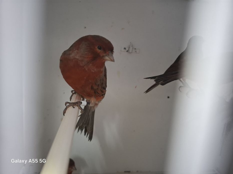 Canarios negros vermelhos