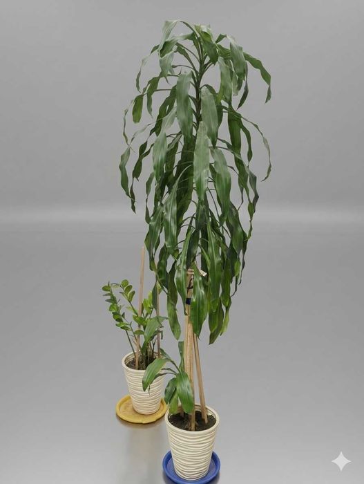 Dracena + Zamiokulkas + 2 doniczki za darmo
