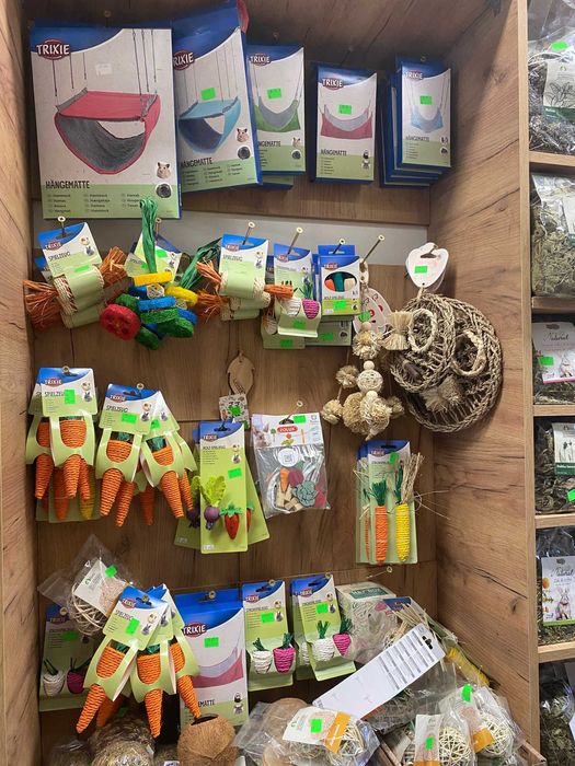 Królik karzełek miniaturka teddy niebieski biały