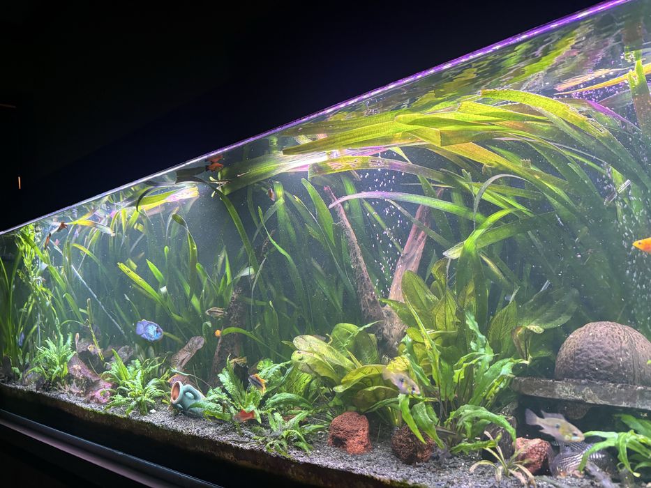 Akwarium zestaw 200cmx40cmx50cm