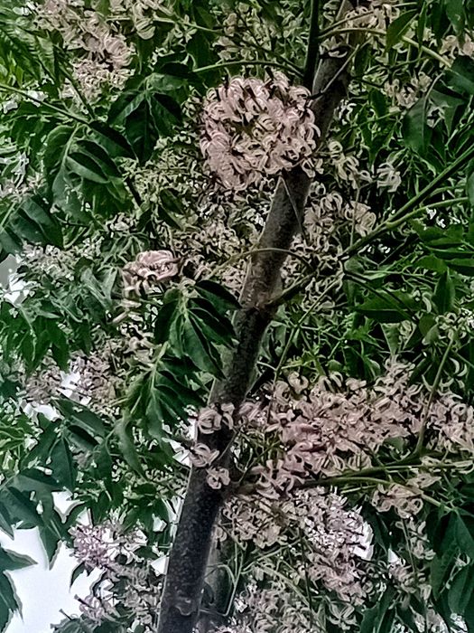 Neem / Melia Azaderach árvore em vaso