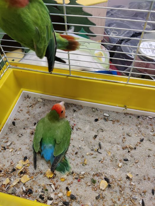 Papugi nierozłączki czerwonoczelna