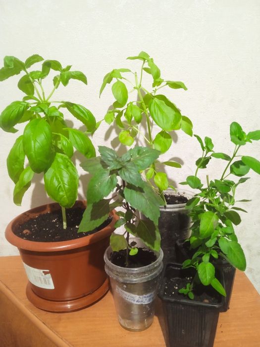 Базілік різних сортів