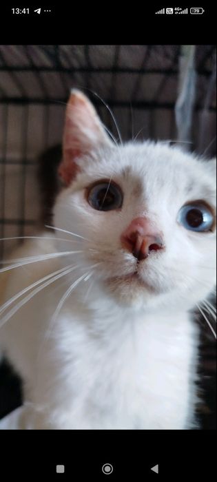 Отдам  даром котят в хорошие руки