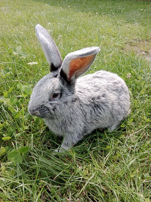 Samiec WJS rodowód wysyłka