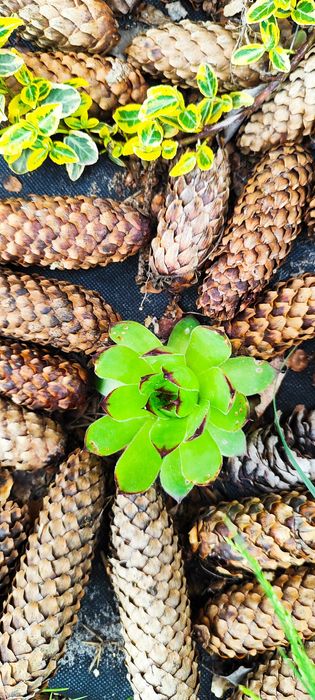 Кімнатні квіти:сукуленти, кактуси,антуріум, алоє, лимон Луцьк