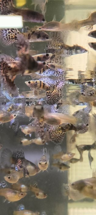 Gupik gupiki Blue Tiger King Cobra