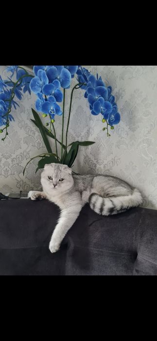 Шотландские котята серебристая шиншилла